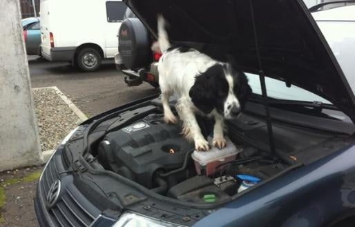 Photograph of Specialist Search Dog searching vehicle