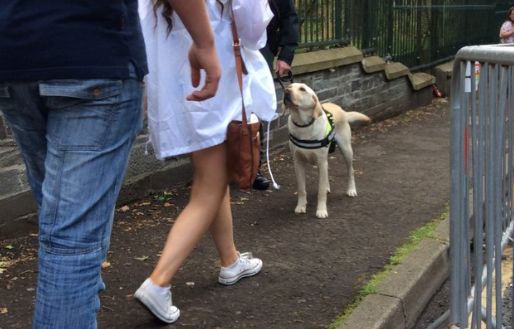 Photograph of Passive Scanning Drugs Dogs