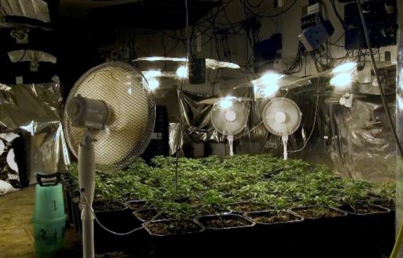 Cannabis factory seized by police