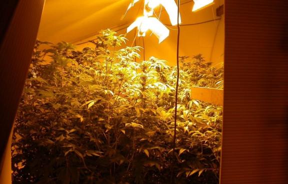 Cannabis factory seized by police