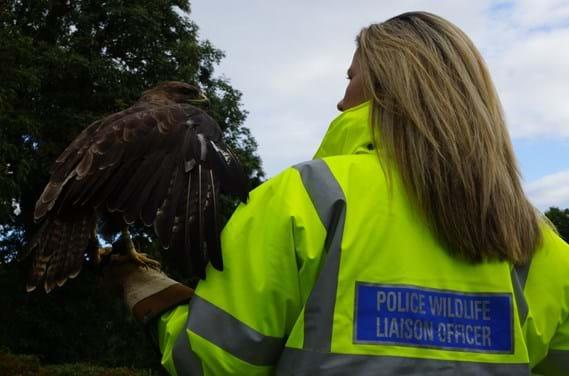 Wildlife Liaison