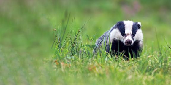 Badger