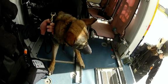 helicopter and dogs
