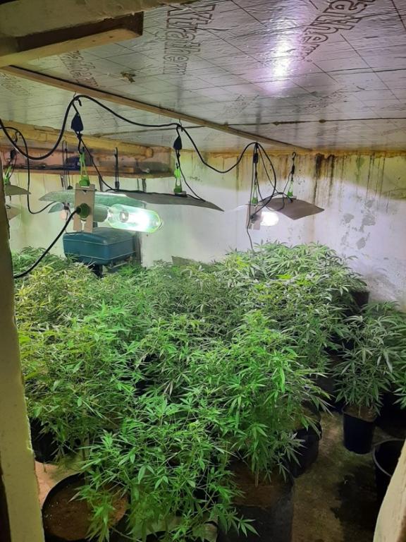 Cannabis farm 