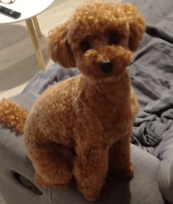 Maud sustained serious injuries after being struck by a scramber