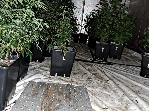 Cannabis factory found in Ballymena