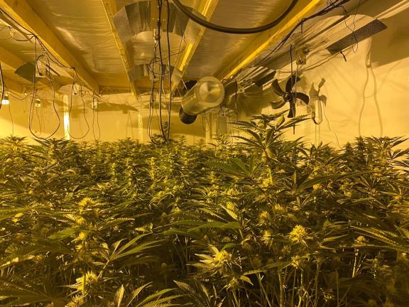 Cannabis factory found on Limestone Road