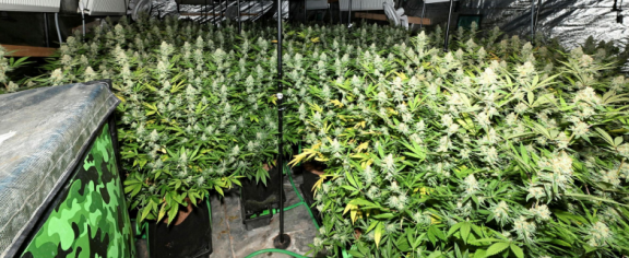 Plants seized