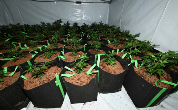 PLants seized