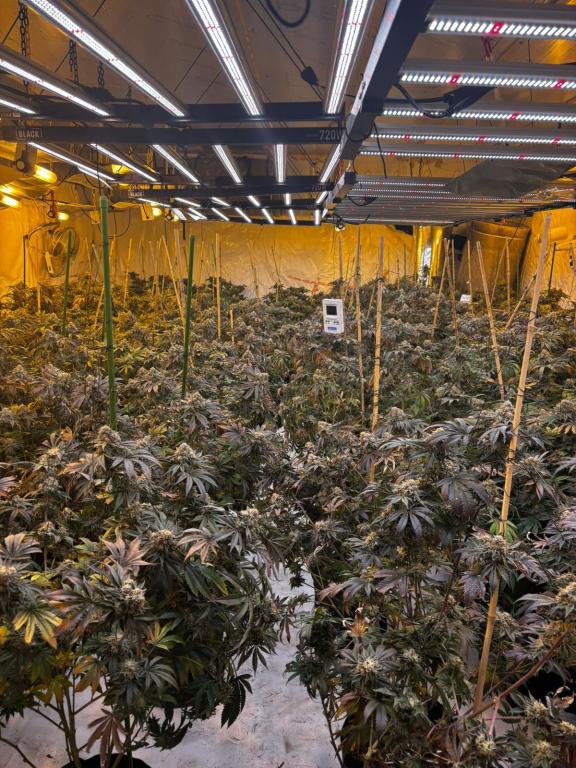 A quantity of the suspected cannabis, with an estimated street value of £250,000, discovered by police in Newry on Monday 7th October.