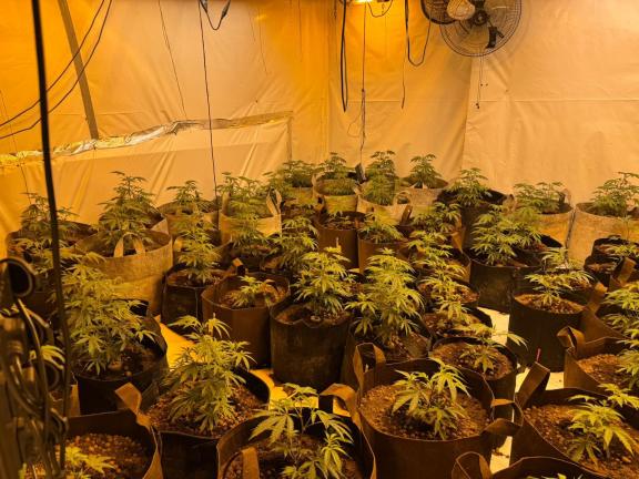 A quantity of the suspected cannabis, with an estimated street value of £250,000, discovered by police in Newry on Monday 7th October.