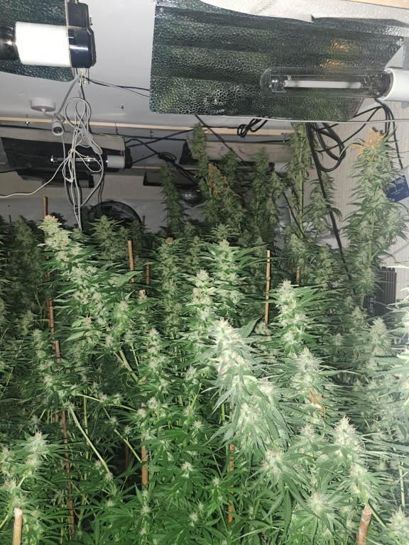 Cannabis plants seized