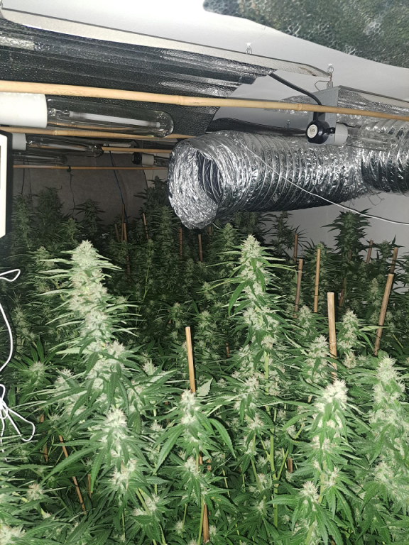 Cannabis plants found in Kilkeel