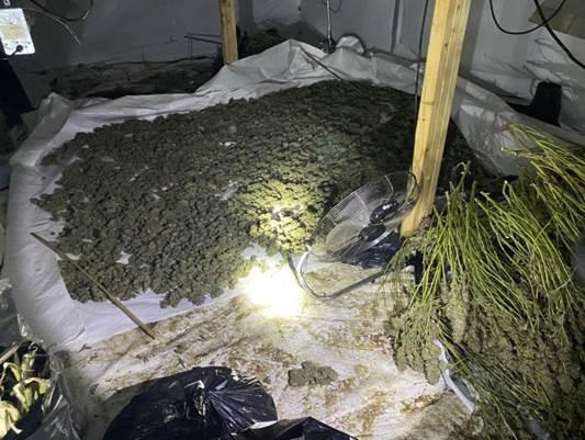 Drugs found in the cannabis farm