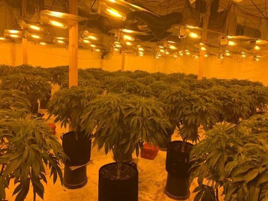 Drugs found in the cannabis farm