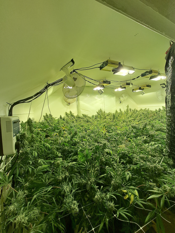 Cannabis