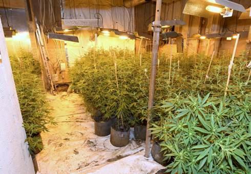 Cannabis farm