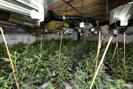 Cannabis farm