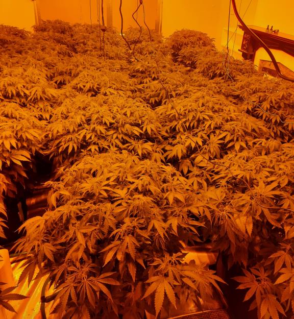 Suspected Cannabis Plants