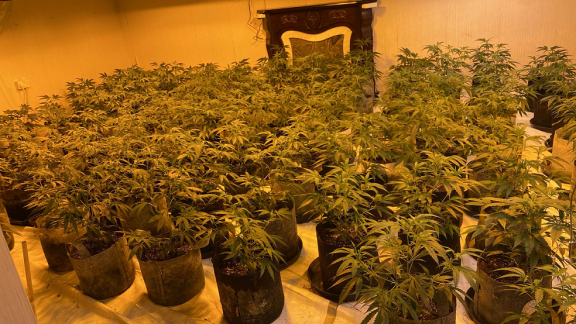 Cannabis