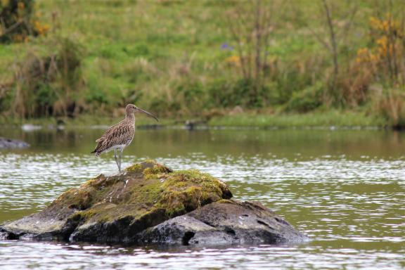 Curlew - Photo credit Amy Burns & RSPB