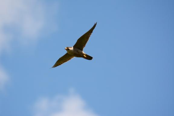 Peregrine in flight credit: Northern Ireland Raptor Study Group (NIRSG)