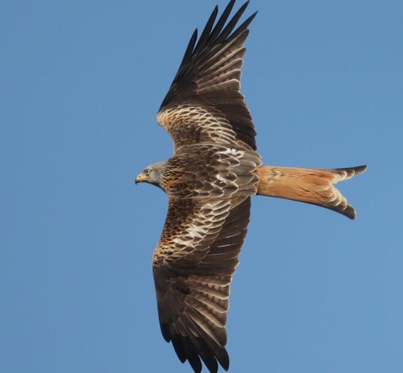 Red wing