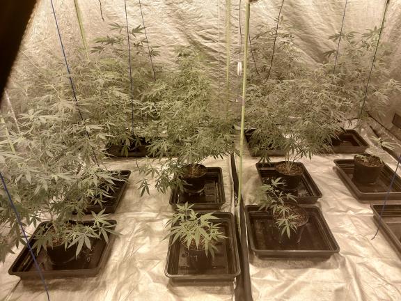 Cannabis factory Hillsborough
