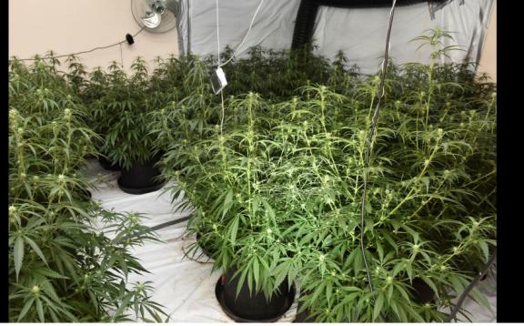 Some of the seized cannabis plants.