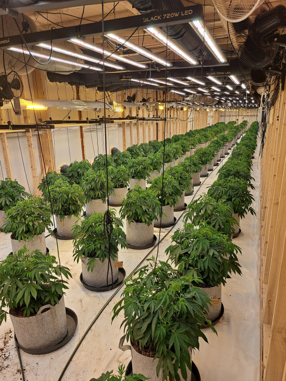 Suspected cannabis plants discovered during the planned search operation