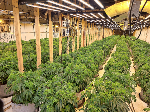 Suspected cannabis plants seized during the planned search operation
