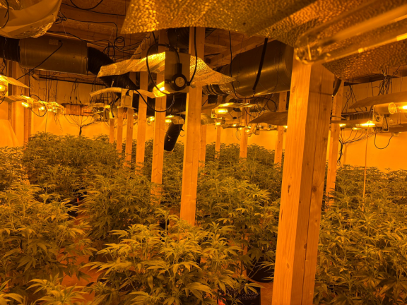 Bangor cannabis factory