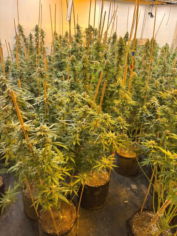 A quantity of suspected cannabis seized by officers from the Police Service of Northern Ireland’s Organised Crime Branch in Coleraine on Wednesday 13th August