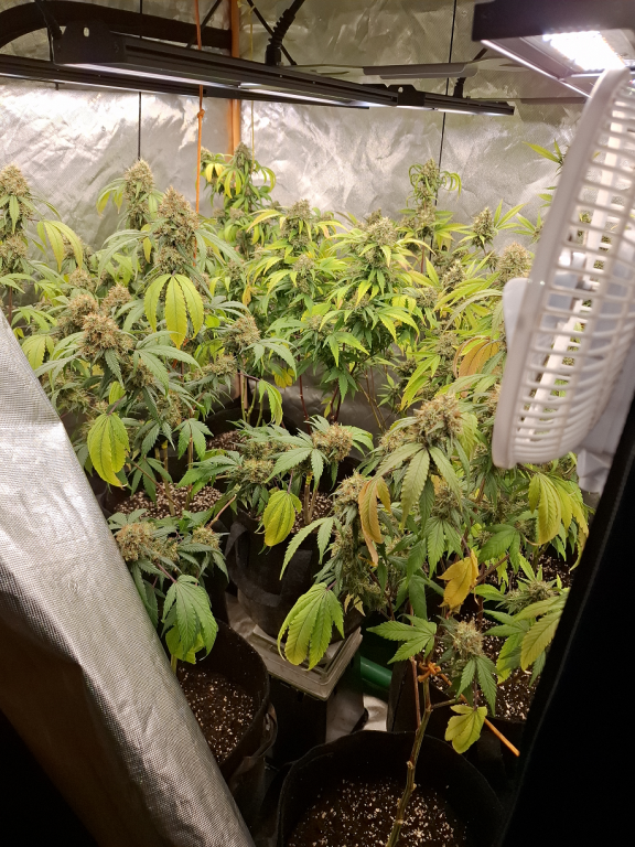 Some of the suspected cannabis plants seized.