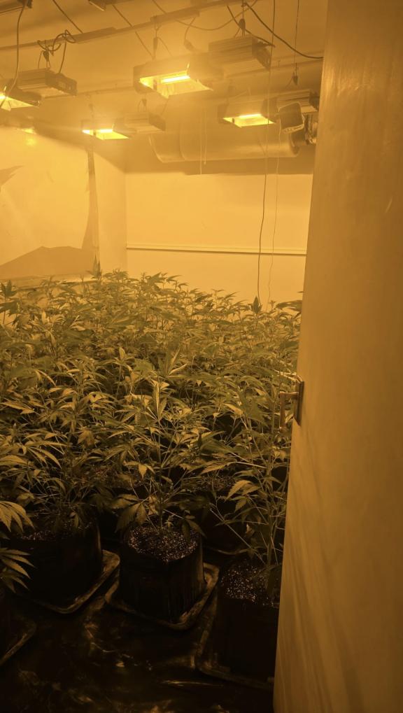A property in Lurgan was searched by officers from the Police Service of Northern Ireland’s Organised Crime Branch and a quantity of suspected cannabis was recovered on Wednesday 13th August