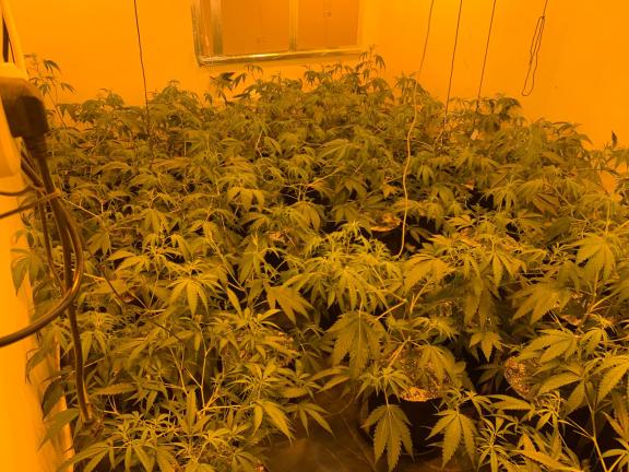 Officers from the Police Service of Northern Ireland’s Organised Crime Branch recover a quantity of suspected cannabis from a property in Tandragee on Wednesday 13th August