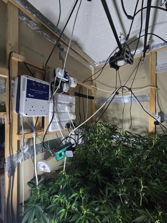 On Wednesday 13th August, officers from the Police Service of Northern Ireland’s Organised Crime Branch seized a quantity of suspected cannabis from a property in Templepatrick