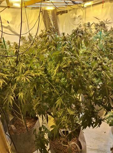 Cannabis grow located in Armagh 