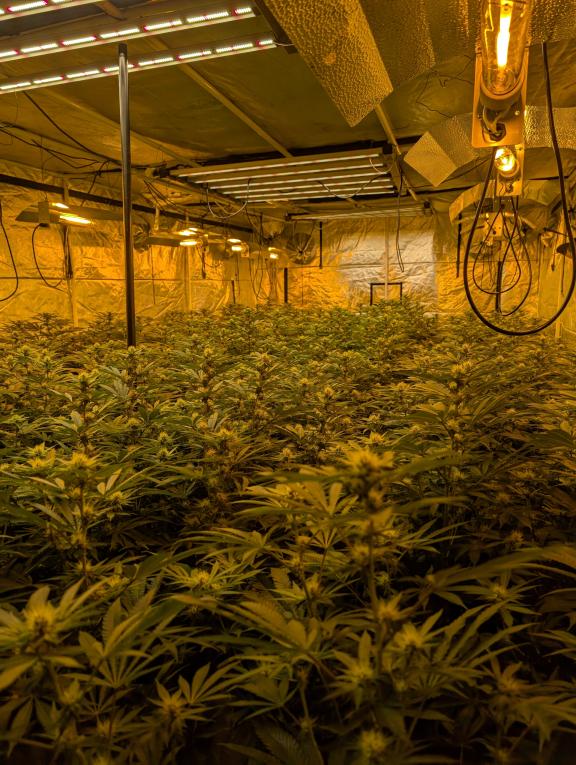 Cannabis grow located in Antrim worth an estimated street value of £1m