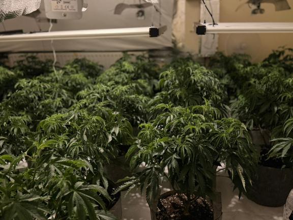 Cannabis plants found during police search in Killough