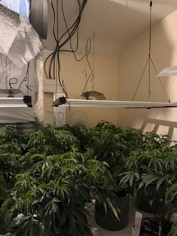 Cannabis plants found during search