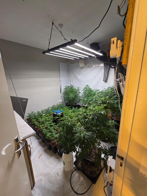 Suspected cannabis plants