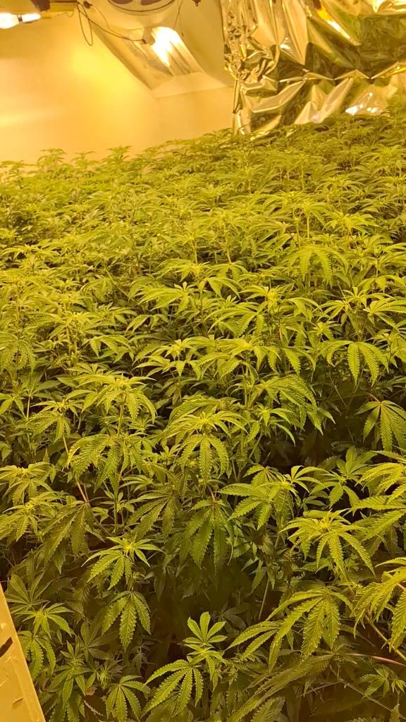 Cannabis plants uncovered during search.