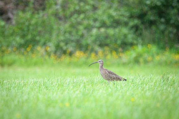 Curlew - image courtesy of Matthew Dean, RSPB volunteer