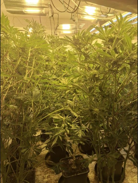 Cannabis plants