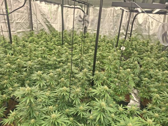 Cannabis farm